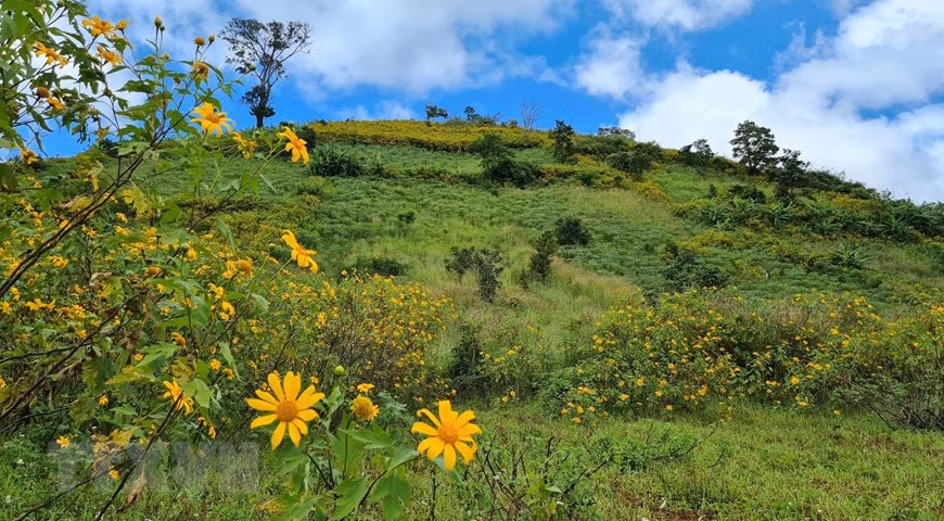 诸登亚火山上，满山盛开着金灿灿的肿柄菊。图自越通社