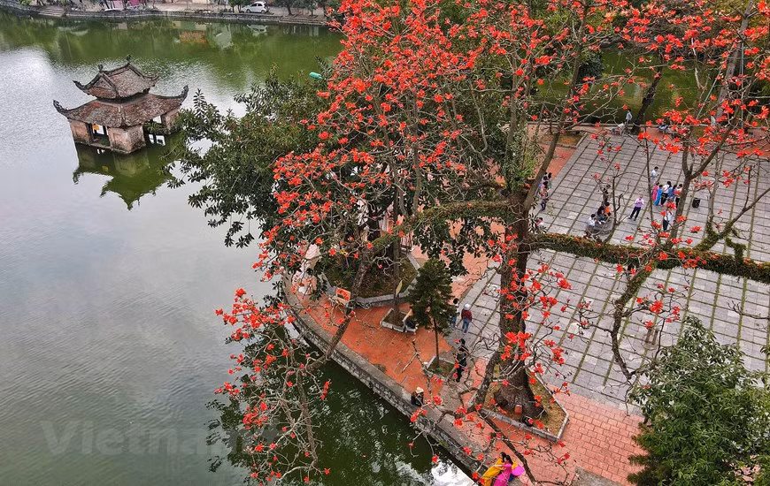 每逢三月，河内市国威县柴山山底的木棉花都像火焰般盛开，染红了整片天空。图自越通社