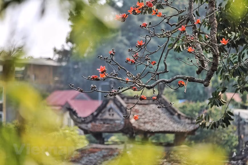 3月份，木棉树的叶子默默落下，将全部空间让给火焰似的红花。图自越通社