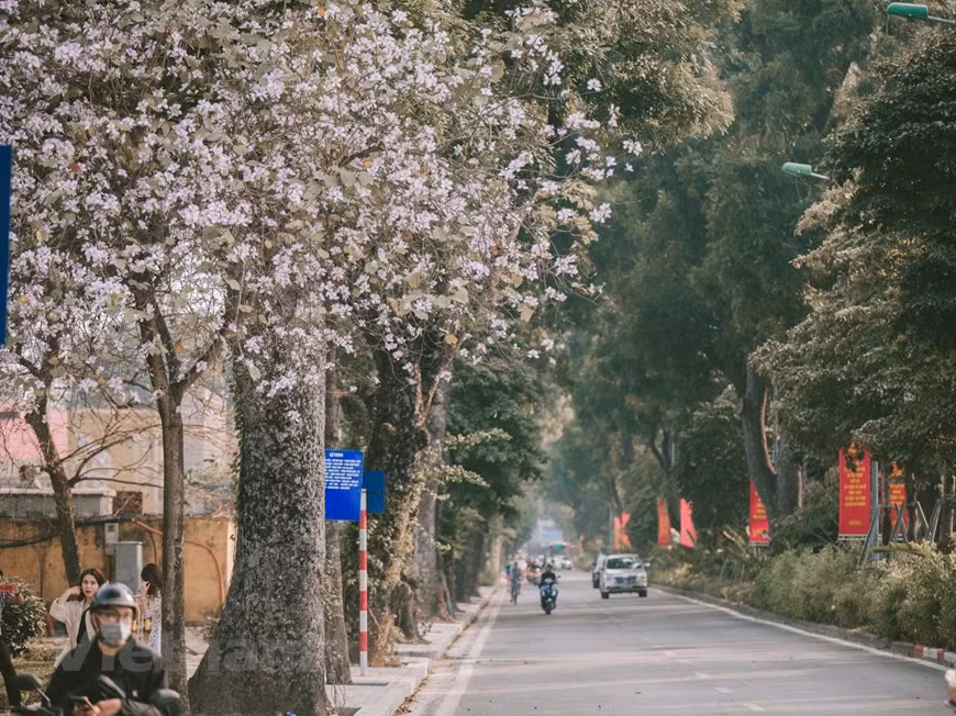 每逢2月份，羊蹄甲花又盛开，为河内大街小巷在温暖春天里披上浅紫色衣裳。图自越通社