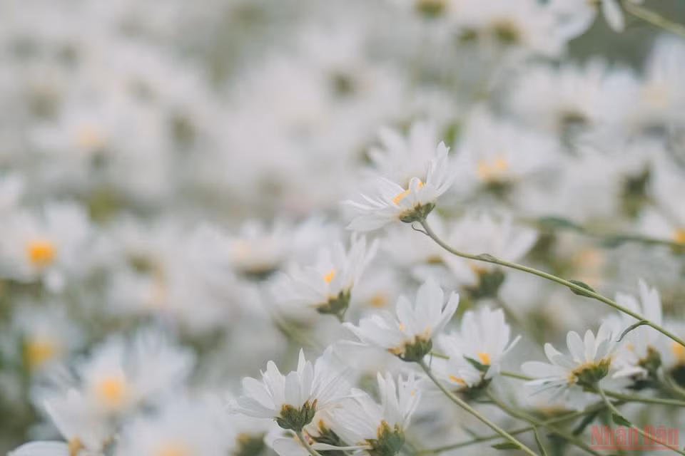 小雏菊的花语是天真、和平、希望、纯洁的美以及深藏在心底的爱。图自nhandan.vn