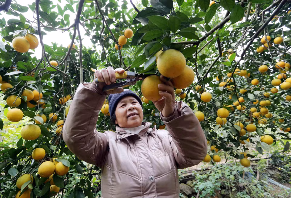 高平省农民发展水果种植业，取得较好的经济效益。图自越通社