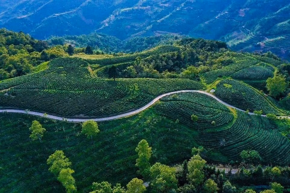 原平县成功乡重叠秀美的茶山。图自越通社
