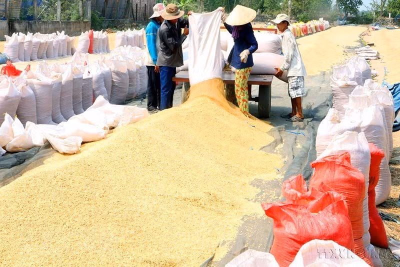 前江省凯来县农民对收割后的稻谷进行烘干。图自越通社