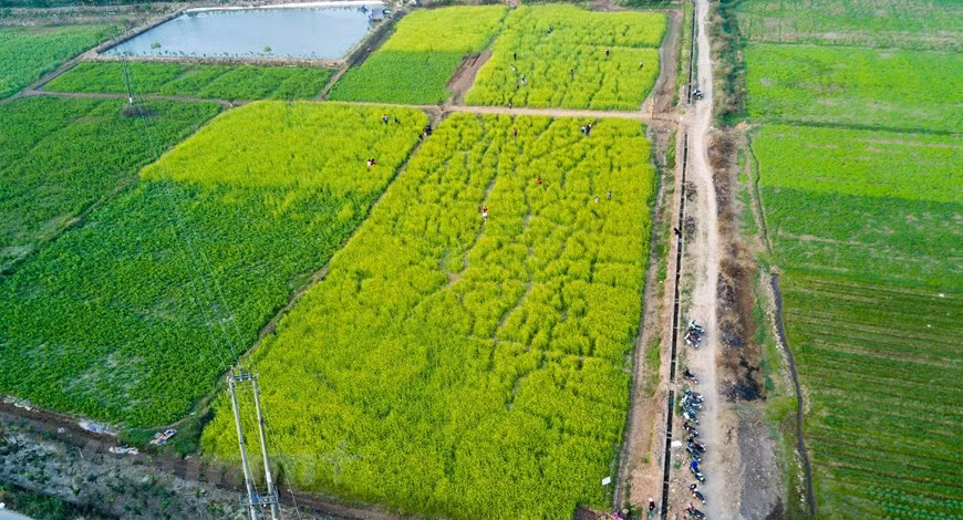 河内市郊区的油菜花田。图自Vietnam+