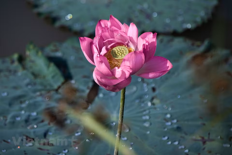 莲花池正逢莲花盛开的季节，亭亭玉立的莲花在夏日的骄阳里竞相盛开，争奇斗艳，迷人的水韵，醉人的莲香，形成了夏日里一道靓丽独特的风景。夏天是莲花飞舞盛开的季节，微风习习，莲池荡漾，一层层碧绿的莲叶托着优美的莲花，轻轻地摇曳起来，摇摇摆摆地翩翩起舞。图自Vietnam+