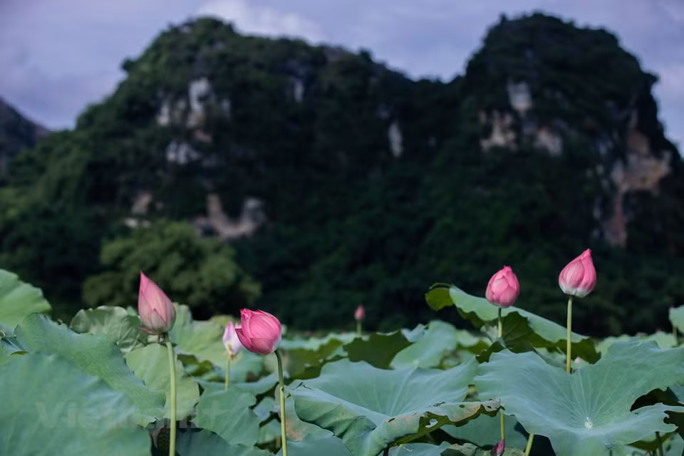 从六月到八月，绿色间的粉红色莲花勾勒出一幅美不胜收的自然美景画。自然花期春末至秋季，一年之中会反复开花很多次，盛花期在6~10月，炎炎夏日也能持续开花不断，花量也丰富，用常规大小的花盆种植都能多花齐放，花朵还带有清新香味，花开之时，能给你一室荷香。图自Vietnam+
