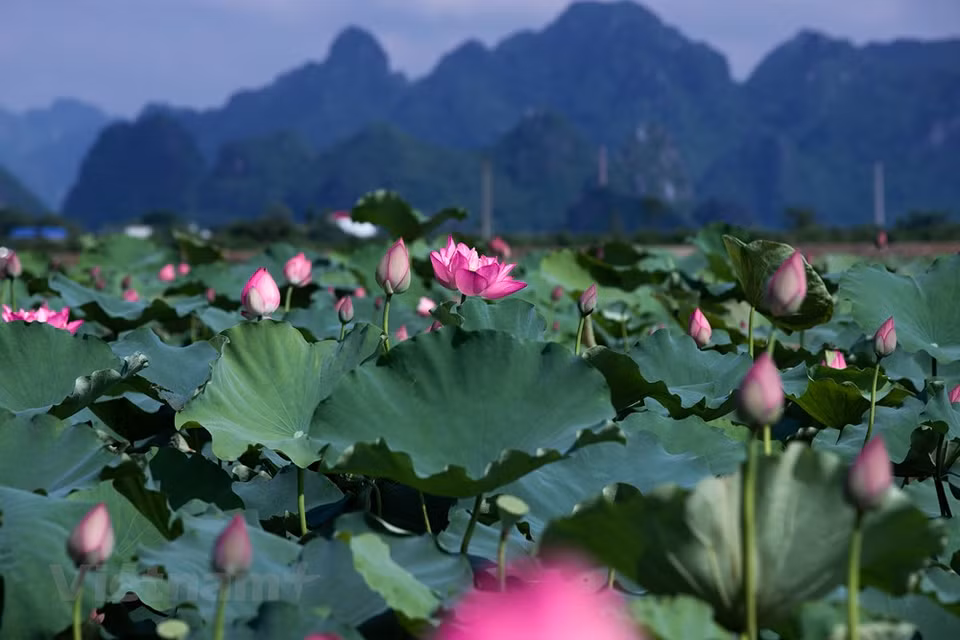 莲花种植给安富乡农民带来较高的经济效益。该乡莲花种植总面积近200公顷。莲花全身皆宝，藕和莲子能食用，莲子、根茎、藕节、荷叶、花及种子的胚芽等都可入药。其出污泥而不染之品格恒为世人称颂，历来为诗人墨客歌咏绘画的题材之一。图自 Vietnam+
