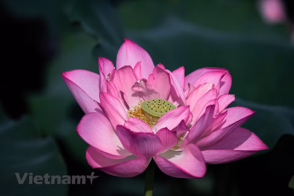 从六月到八月，绿色间的粉红色莲花勾勒出一幅美不胜收的自然美景画。自然花期春末至秋季，一年之中会反复开花很多次，盛花期在6~10月，炎炎夏日也能持续开花不断，花量也丰富，用常规大小的花盆种植都能多花齐放，花朵还带有清新香味，花开之时，能给你一室荷香。图自Vietnam+