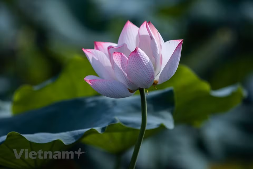 莲花，素为诗人们所爱，因为在诗人眼中，它亭亭玉立，毫无媚骨。莲花的颜色丰富多样，有白色、紫红色、深红色、粉红色、紫色等，常见的颜色一般是白色或者是粉色。莲花是莲属多年生水生草本花卉，种类有很多，有单瓣白莲、单瓣粉莲、复瓣粉莲、千瓣莲，主要分为观赏和食用两大类。图自Vietnam+