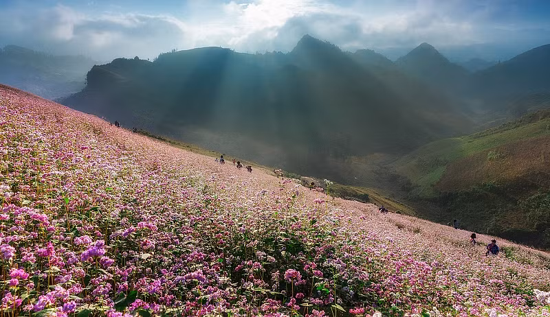 河江的荞麦花。（图片来源：越共电子报）