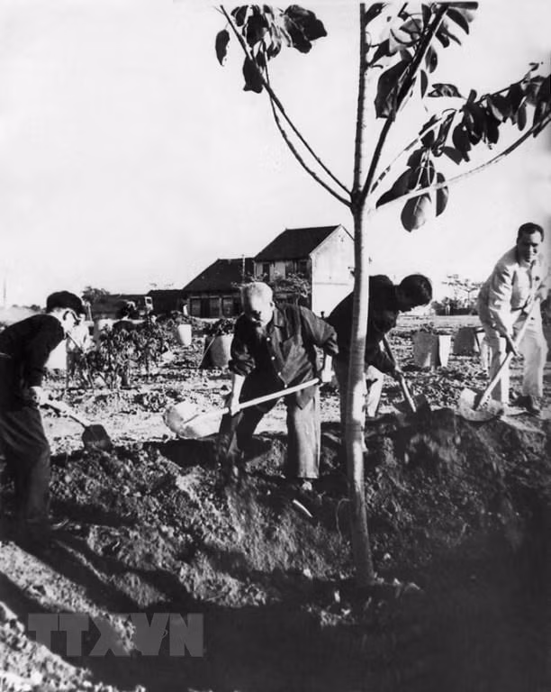 1960年1月11日上午，胡主席在统一公园里植树，正式启动为期1个月的“植树节”。图自越通社