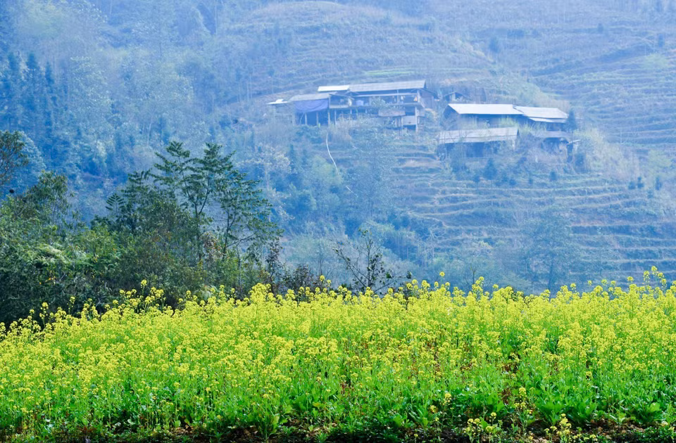 油菜花迎风怒放，勾勒出一幅迷人画卷。图自 越通社