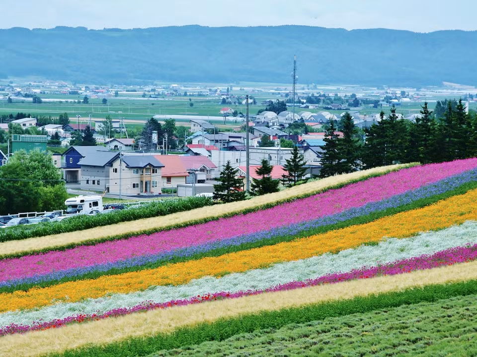 在日本呋喃（Furano）富田（Tomita）农场呼吸新鲜空气并赏花（图片来源：businessinsider.com）