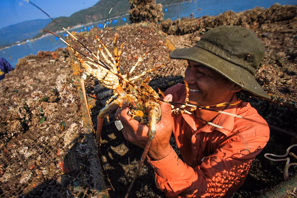 虾农高兴地收获龙虾。越通社记者 仲达 摄 