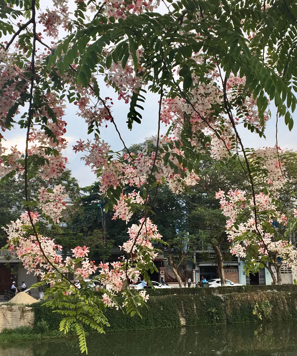 花开正茂的粉花决明 。 越通社记者 国越 摄 