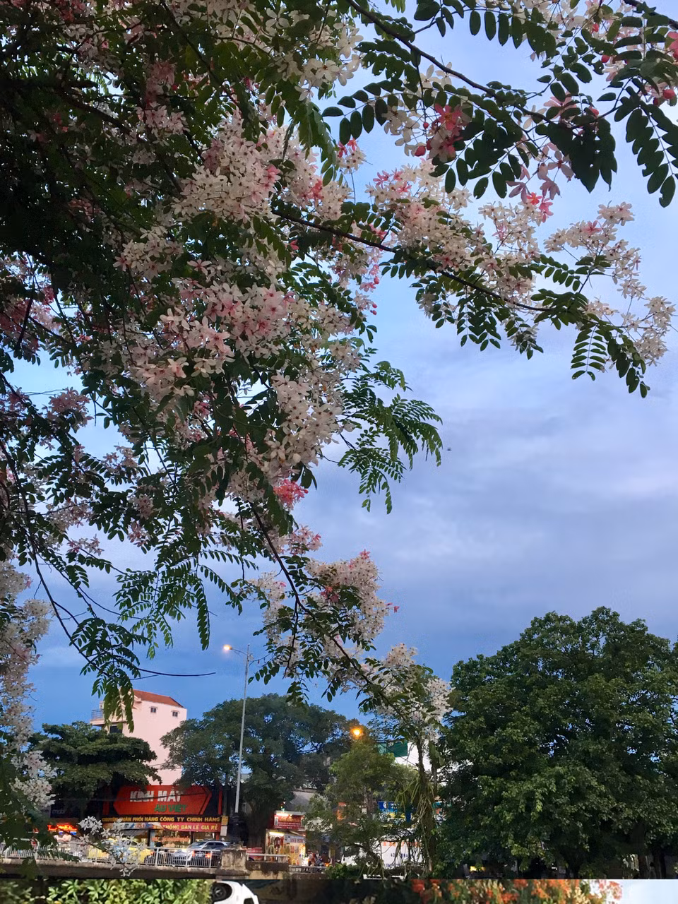 巍然耸立的树上开满一簇簇粉红色的花朵,艳丽夺目,花姿飘柔下坠,异常优美。越通社记者 国越 摄 