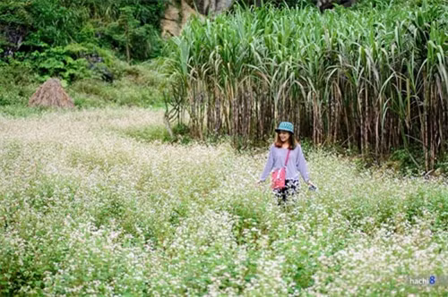 荞麦花在河江全省普遍种植。作为旅程开始的地方，官坝县、安明县等地也有很多荞麦花田（图片来源：vnexpress.net）