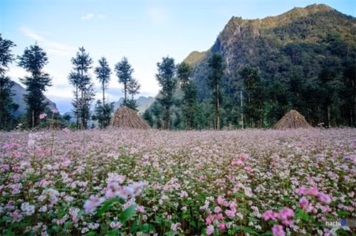 荞麦花遍野盛开，形成了美不胜收的景色（图片来源：vnexpress.net）