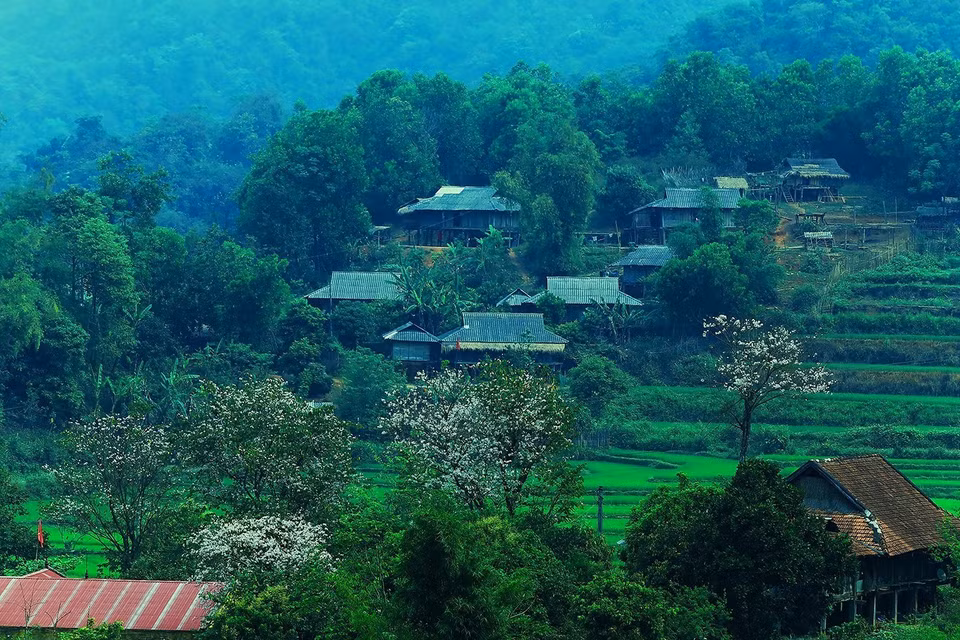  羊蹄甲花节是越南西北地区文化之美。越通社记者 潘俊英 摄
