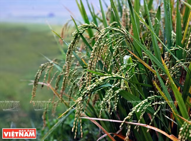 做扁糯米的原料是糯米。 越南画报记者 必山/功达 
