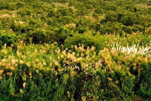  荣获幽明上国家公园位于越南南部坚江省。（图片来源：越通社）