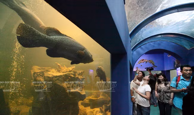 莲潭水族馆总面积为3000平方米，是6000多种水生动物栖息地。（图片来源：越通社《越南画报》）