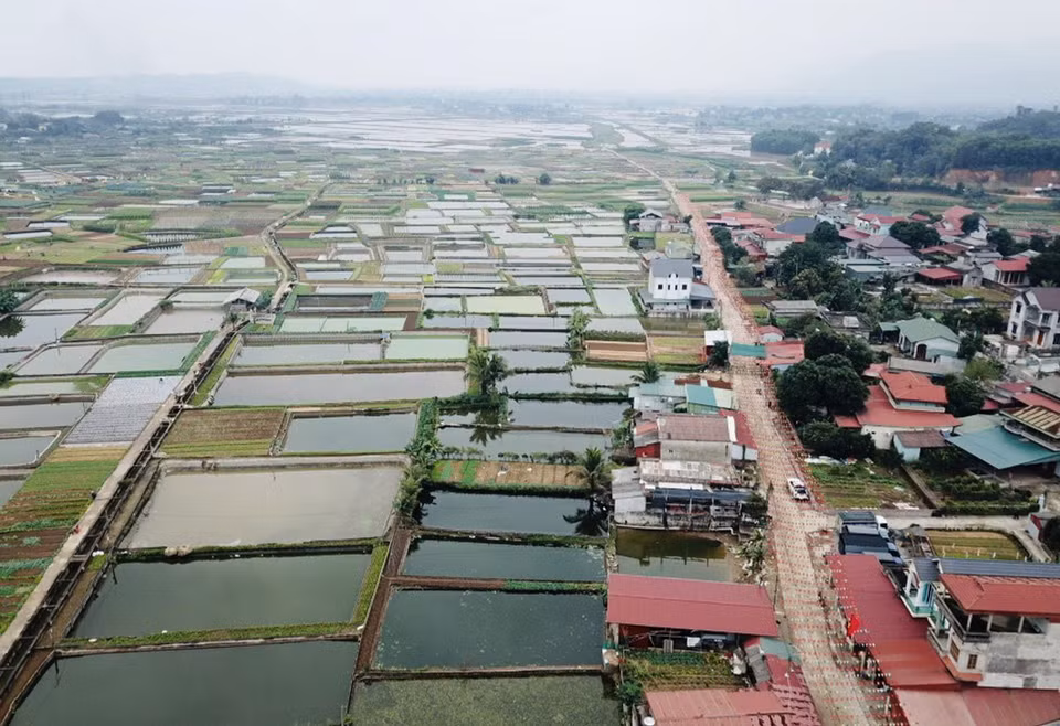 截至目前，该村红鲤鱼养殖总面积约50公顷，年均收获产量150吨。图自越通社