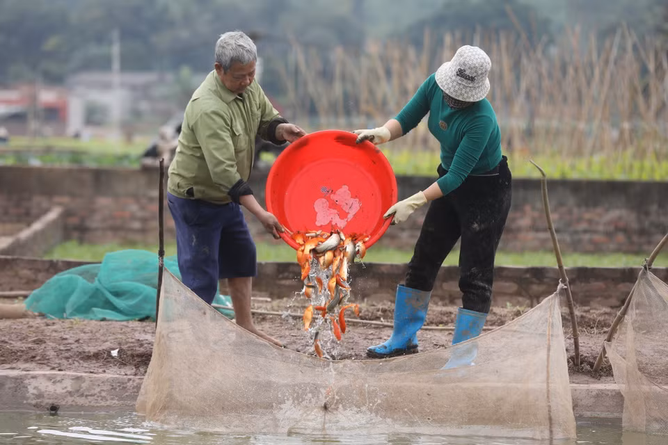 这几天来，富寿省锦溪县绥禄乡水沉村居民正在忙着忙着收获红鲤鱼，为居民在腊月二十三放生红鲤鱼的需求提供服务图自越通社 