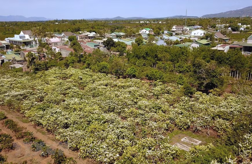 白色的咖啡花海给波来古山区小镇披上新衣。越通社记者 成大 摄
