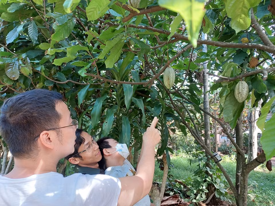 可可树常绿乔木，高达12米，树冠繁茂；树皮厚，暗灰褐色；嫩枝褐色，被短柔毛。叶具短柄，卵状长椭圆形至倒卵状长椭圆形，长20-30厘米，宽7-10厘米，顶端长渐尖，基部圆形、近心形或钝，两面均无毛或在叶脉上略有稀疏的星状短柔毛；托咔条形，早落。花排成聚伞花序，花的直径约18毫米；花梗长约12毫米；萼粉红色，萼片5枚，长披针形，宿存，边缘有毛，花瓣5片，淡黄色。图自Vietnam+