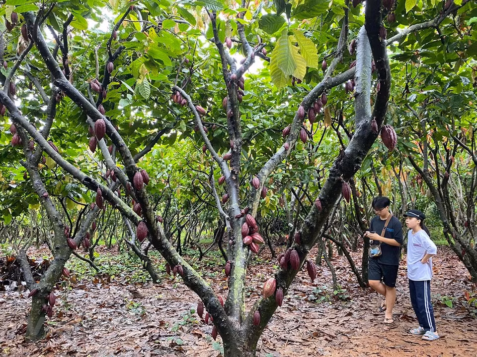 可可种植园位于邦美蜀市中心，面积为1.3公顷。该可可种植园主人为范洪德福博士，也是研究可可树的专家。可可是梧桐科、可可属常绿乔木，高达12米，树冠繁茂；树皮厚，暗灰褐色；叶具短柄，卵状长椭圆形至倒卵状长椭圆形；花排成聚伞花序，花的直径约18毫米；核果椭圆形或长椭圆形，表面初为淡绿色，后变为深黄色或近于红色，干燥后为褐色；植后4-5年开始结实，10年以后收获量大增，到40-50年后则产量逐渐减少。图自Vietnam+