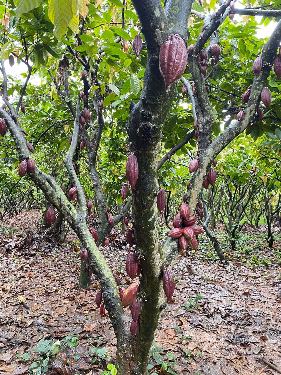 可可树果实累累。目前，该可可种植园由梅青创和阮氏雪绒夫妻俩管理。可可原产于美洲中部及南部，广泛栽培于全世界的热带地区。在中国海南和云南南部有栽培。可可喜生于温暖和湿润的气侯和富于有机质的冲积土所形成的缓坡上，在排水不良和重粘土上或常受台风侵袭的地方则不适宜生长。图自Vietnam+