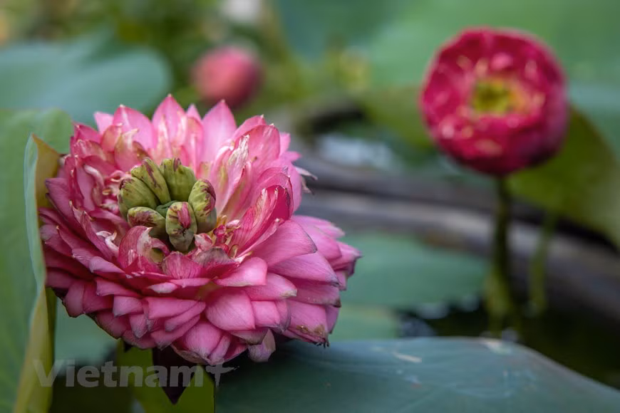 具有独特的形状的“翠醉红安“莲花品种。图自Vietnam+