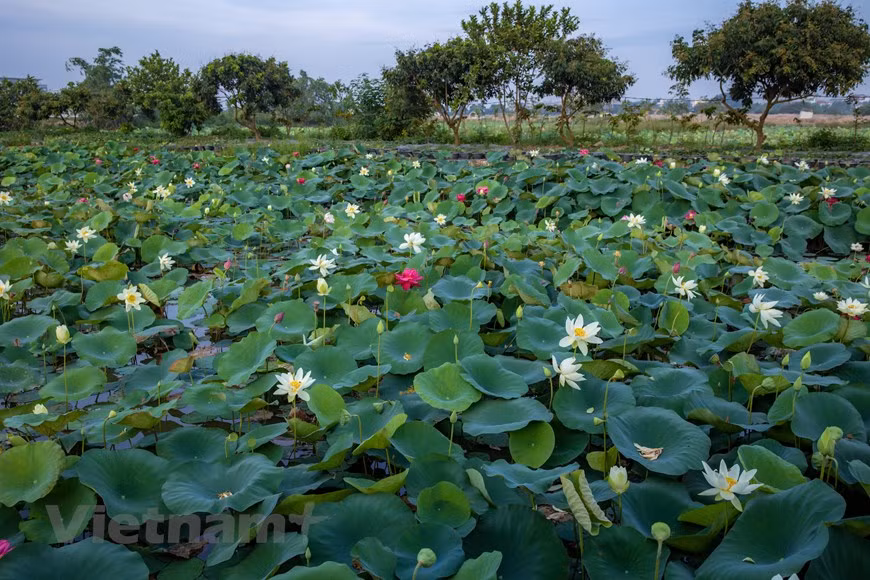 来到离河内市中心约 13 公里的莲花池，游客将有机会亲眼目睹一个拥有近170种莲花竞相绽放的莲花池。 图自Vietnam+