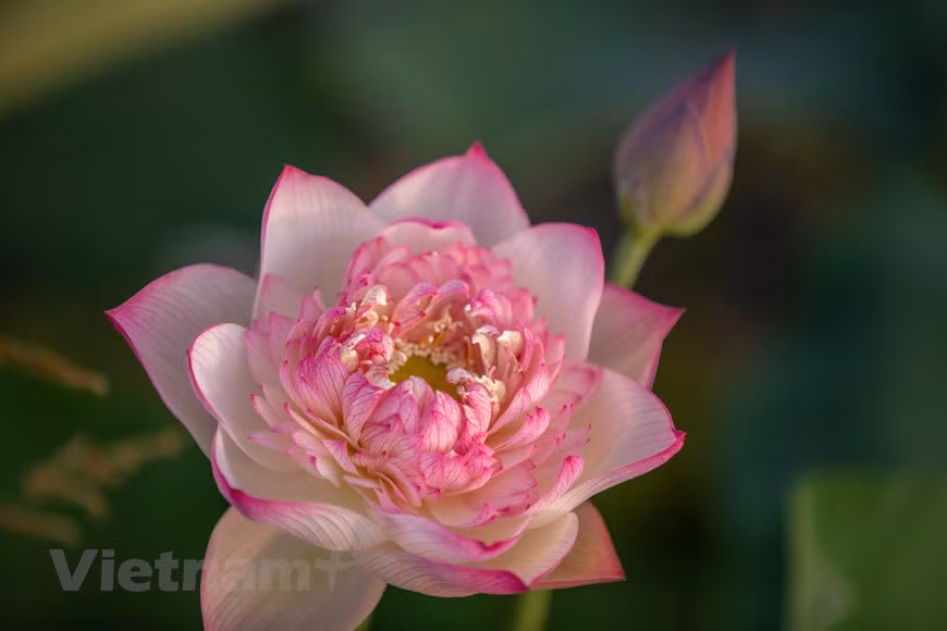 “粉红钻石”莲花品种。图自Vietnam+