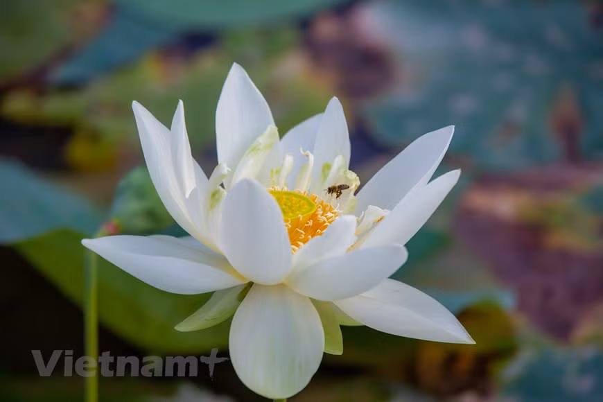 “温柔女孩”莲花种。图自Vietnam+