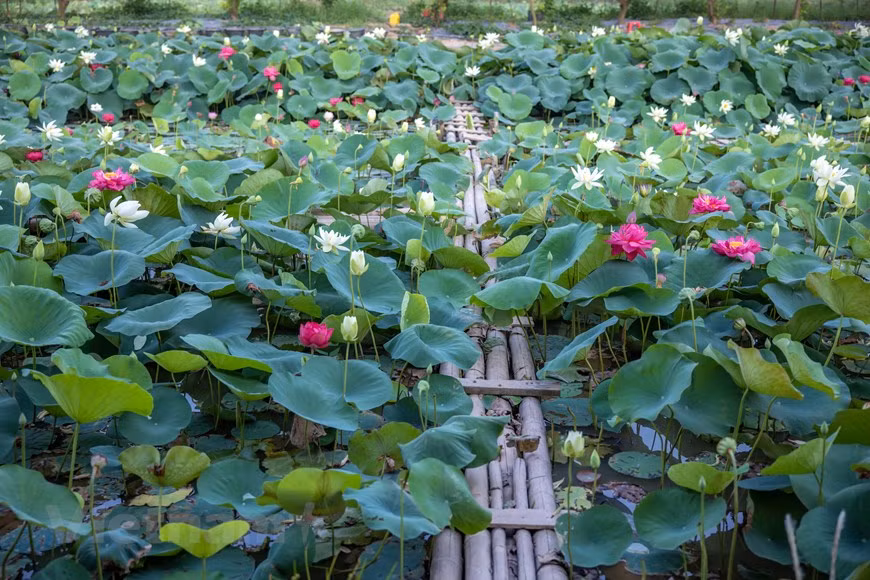 嘉林县珍贵莲花种植和开发区面积较大，打造了一个独一无二、色彩缤纷的莲花池。图自Vietnam+