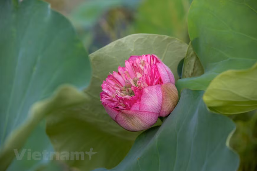 中山千瓣莲花在夏天的阳光里盛开。图自Vietnam+