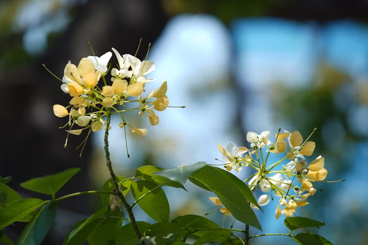 乳白色和浅橙色的花簇长在枝头。