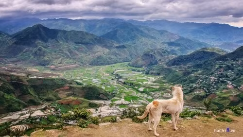 从蔻发（Khau Phạ）关望看的美景（图片来源：越南每日快讯报）