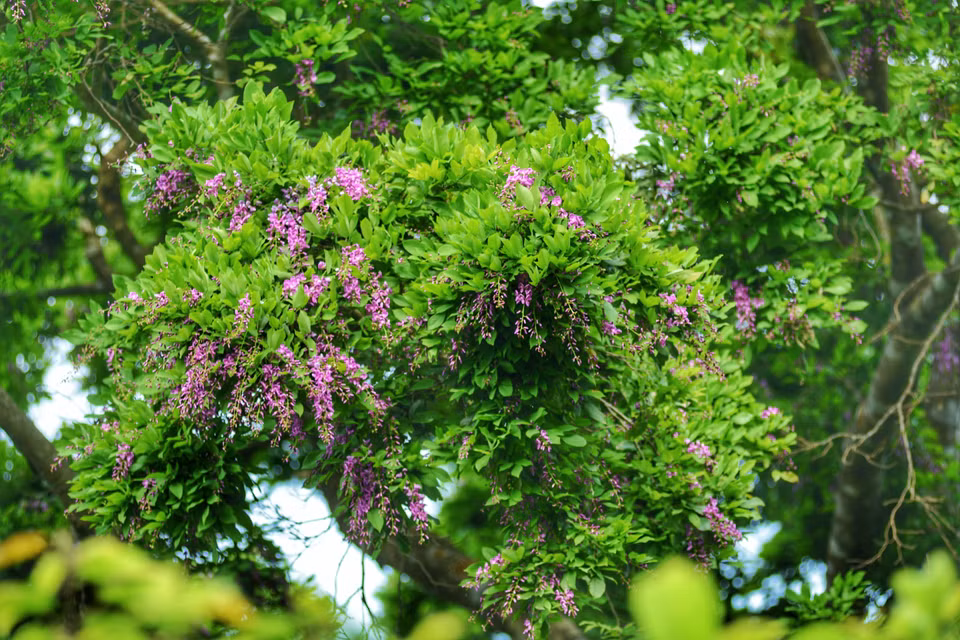 崖豆藤属藤本植物，树皮褐色。小枝圆柱形，初被褐色绒毛，后渐脱落。图自越通社