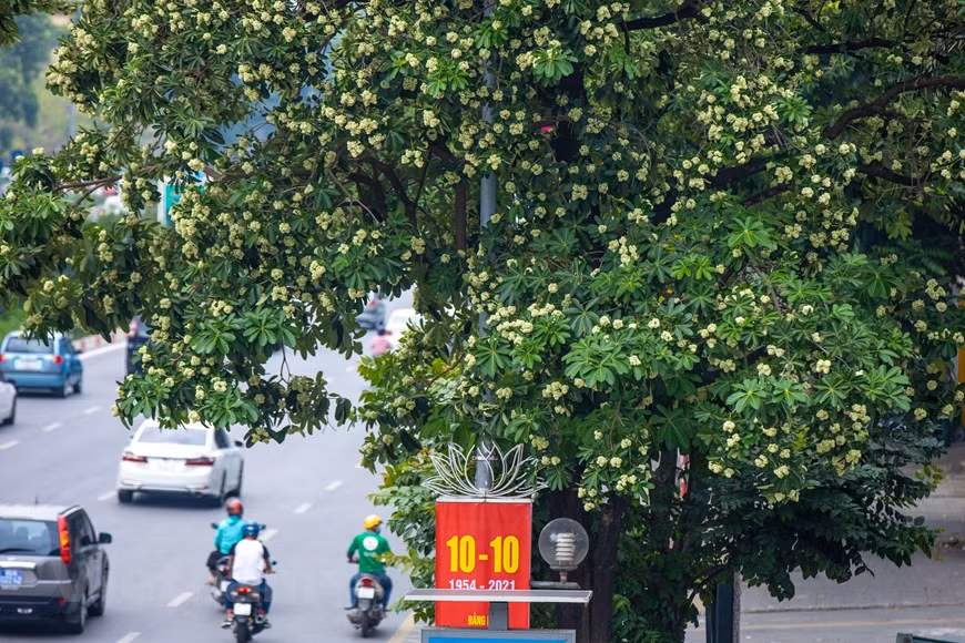 糖胶树花的特殊香味几乎提醒每个路过的人，让他停下脚步，深吸一口很享受的感叹道：秋季到了！图片来源：越通社