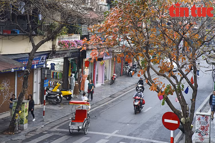 红、黄相间的绚丽树叶扮靓街区一角。图自 《信息报》