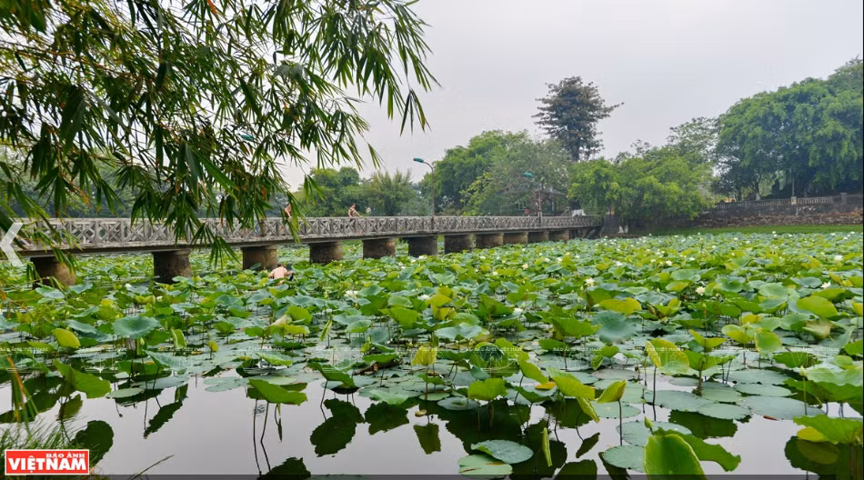 靖心湖是顺化省莲花种植著名的地方之一。越通社记者 青和 摄