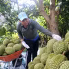 2025年越南榴莲产业实现突破性增长，出口额约达40亿美元。图自越通社