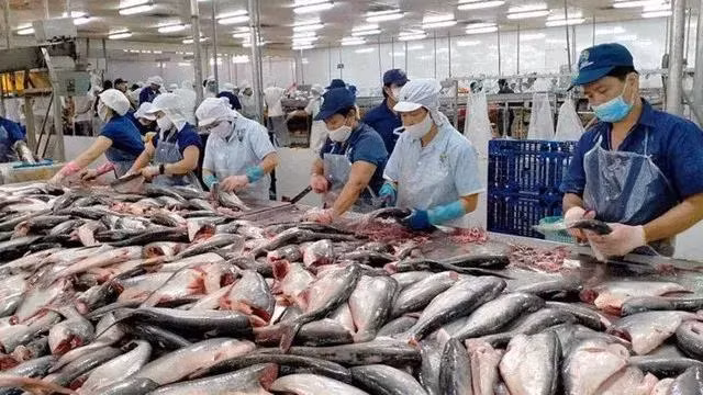 2024年5月，越南水产品出口额约达8.7亿美元，同比增长7%以上。图自越通社