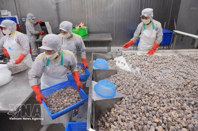 清化省清化水产品进出口股份公司蛤蜊加工链。图自越通社