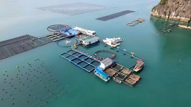 STP集团在广宁省云屯的高科技海水养殖场。图自nhandan.vn