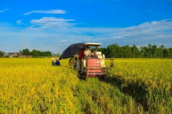 九龙江三角洲进入稻谷收割高峰期。图自Vietnam+